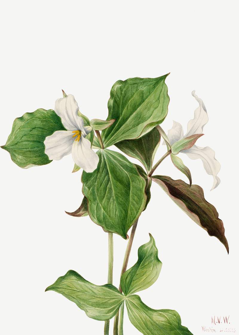 Large White Trillium (Trillium grandiflorum) (1923) by Mary Vaux Walcott. Original from The Smithsonian. Digitally enhanced…