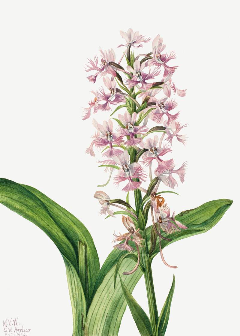 Large Purple Fringe–Orchid (Habenaria grandiflora) (1926) by Mary Vaux Walcott. Original from The Smithsonian.…