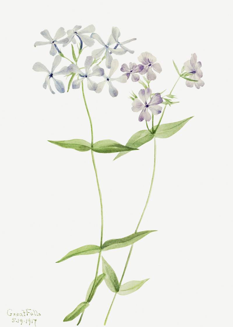Blue Phlox (Phlox divaricata) (1917) by Mary Vaux Walcott. Original from The Smithsonian. Digitally enhanced by rawpixel.