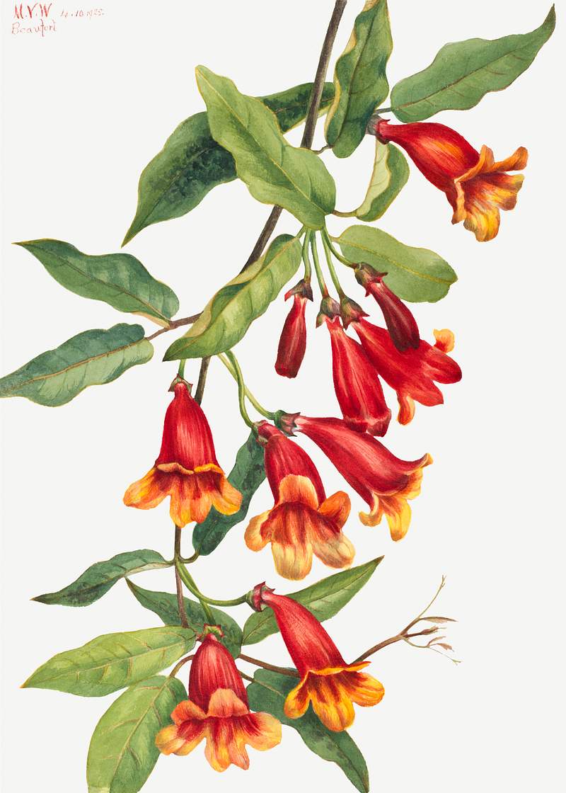 Crossvine (Anisostichus capreolatus) (1925) by Mary Vaux Walcott. Original from The Smithsonian. Digitally enhanced by…