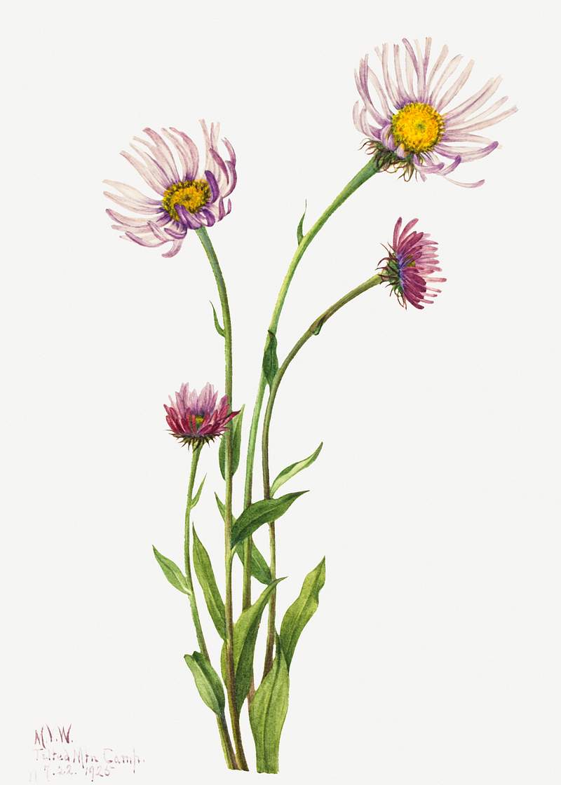 Alaska Fleabane (Erigeron salsuginosus) (1925) by Mary Vaux Walcott. Original from The Smithsonian. Digitally enhanced by…