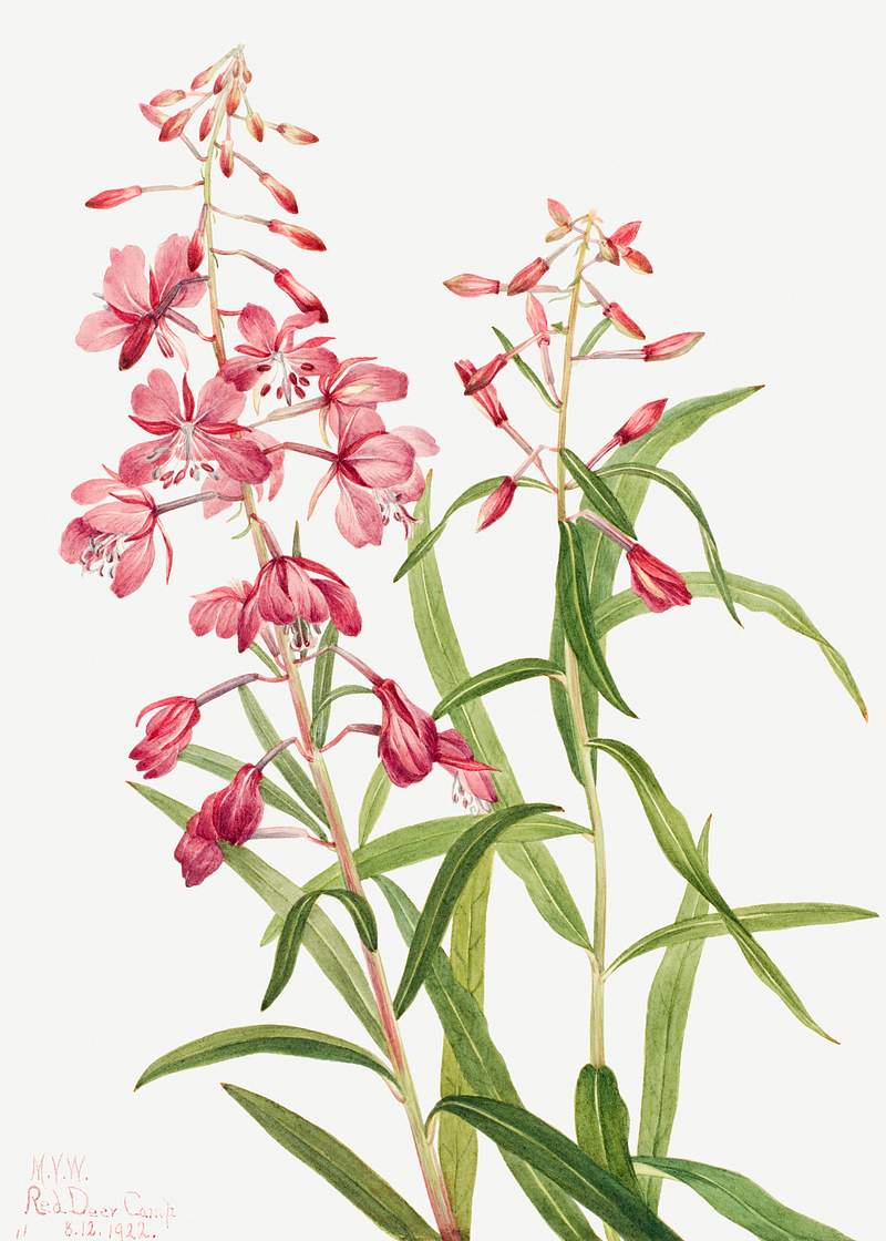 Fireweed (Epilobium angustifolium) (1902) by Mary Vaux Walcott. Original from The Smithsonian. Digitally enhanced by…