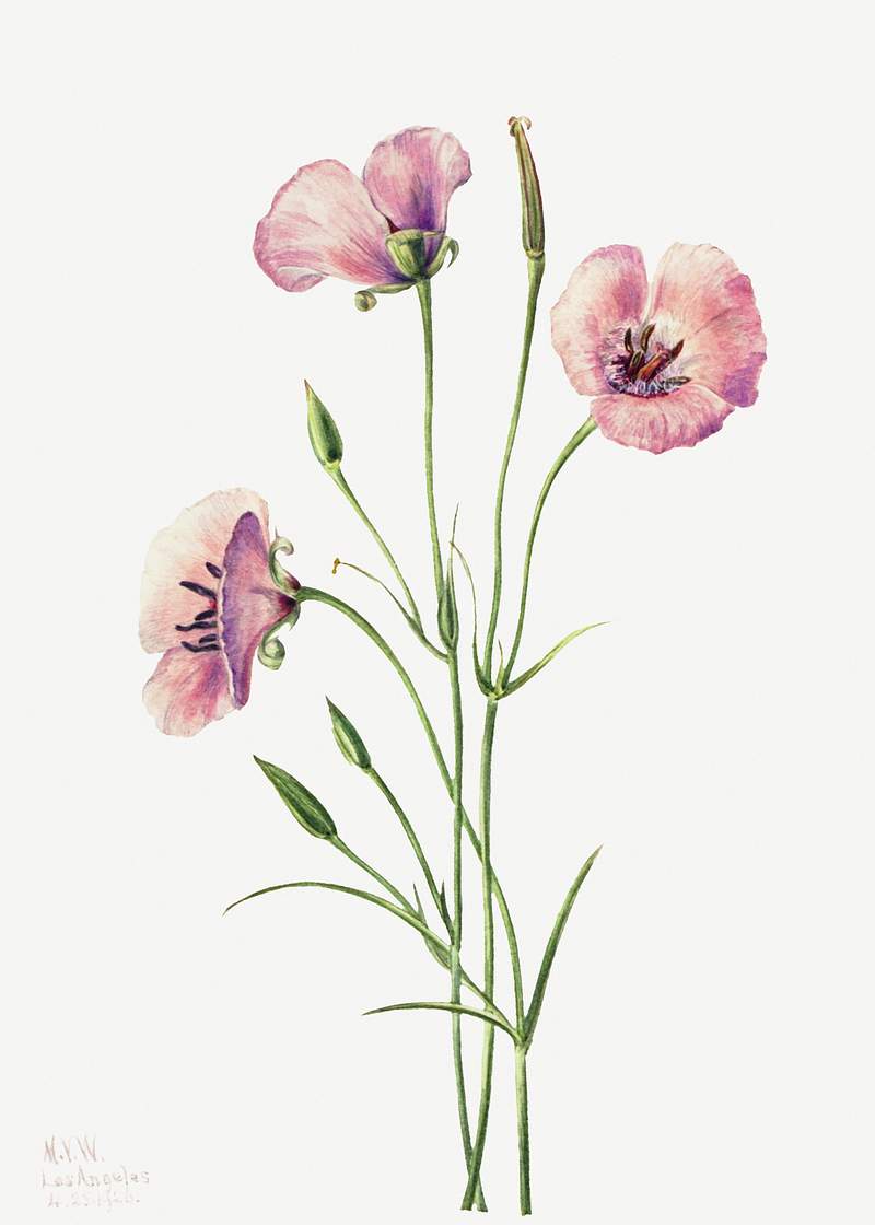Lilac Mariposa (Calochortus splendens) (1926) by Mary Vaux Walcott. Original from The Smithsonian. Digitally enhanced by…