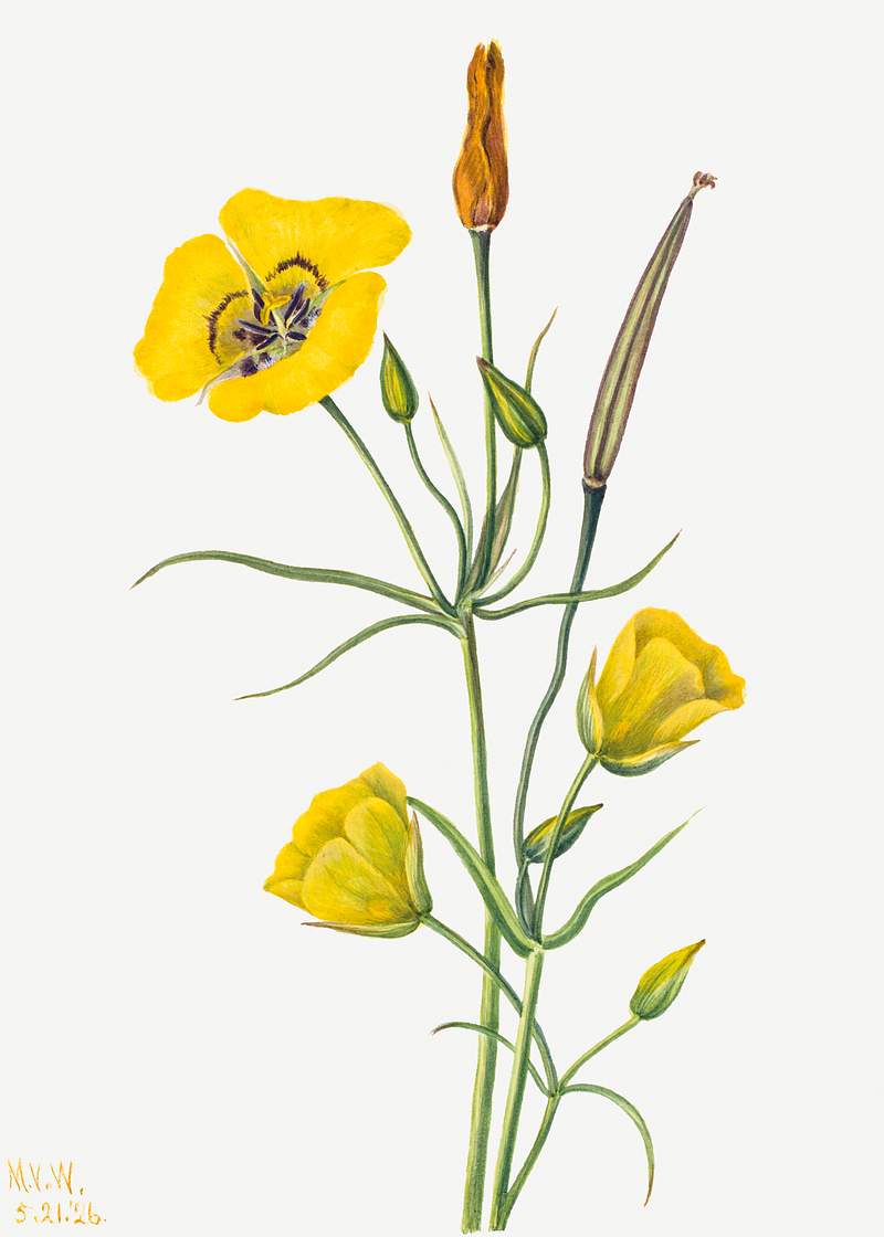 Goldenbowl Mariposa (Calochortus claratus) (1926) by Mary Vaux Walcott. Original from The Smithsonian. Digitally enhanced by…