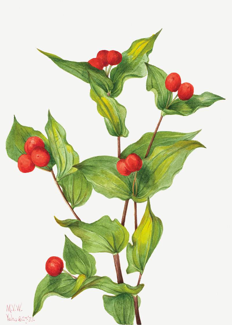 Fairy–bells (Disporum hookeri) (1933) by Mary Vaux Walcott. Original from The Smithsonian. Digitally enhanced by…