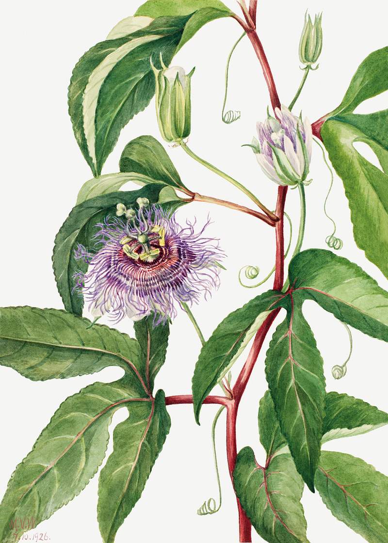 Maypop (Passiflora incarnata) (1926) by Mary Vaux Walcott. Original from The Smithsonian. Digitally enhanced by rawpixel.