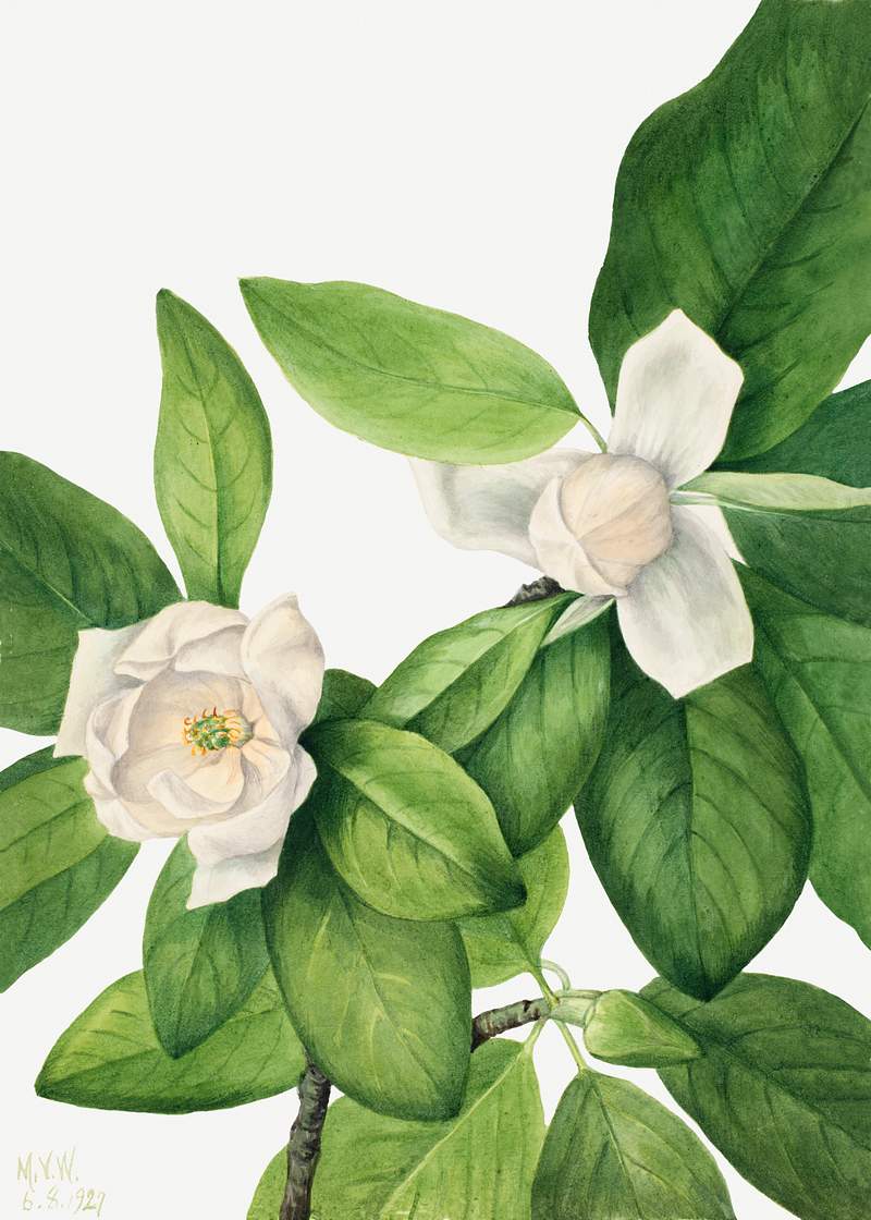 Sweetbay (Magnolia virginiana) (1927) by Mary Vaux Walcott. Original from The Smithsonian. Digitally enhanced by rawpixel.