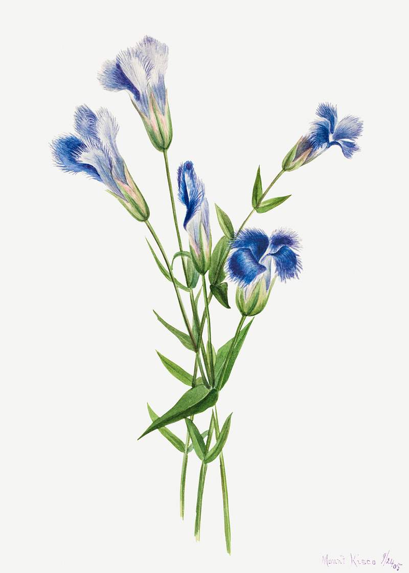 Fringed Gentian (Gentiana crinita) (1905) by Mary Vaux Walcott. Original from The Smithsonian. Digitally enhanced by…