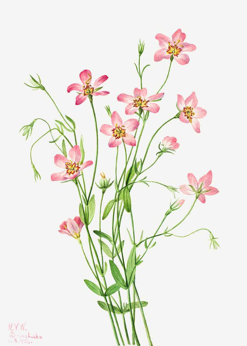 Saltmarsh Rosegentian (Sabbatia stellaris) (1926) by Mary Vaux Walcott. Original from The Smithsonian. Digitally enhanced by…