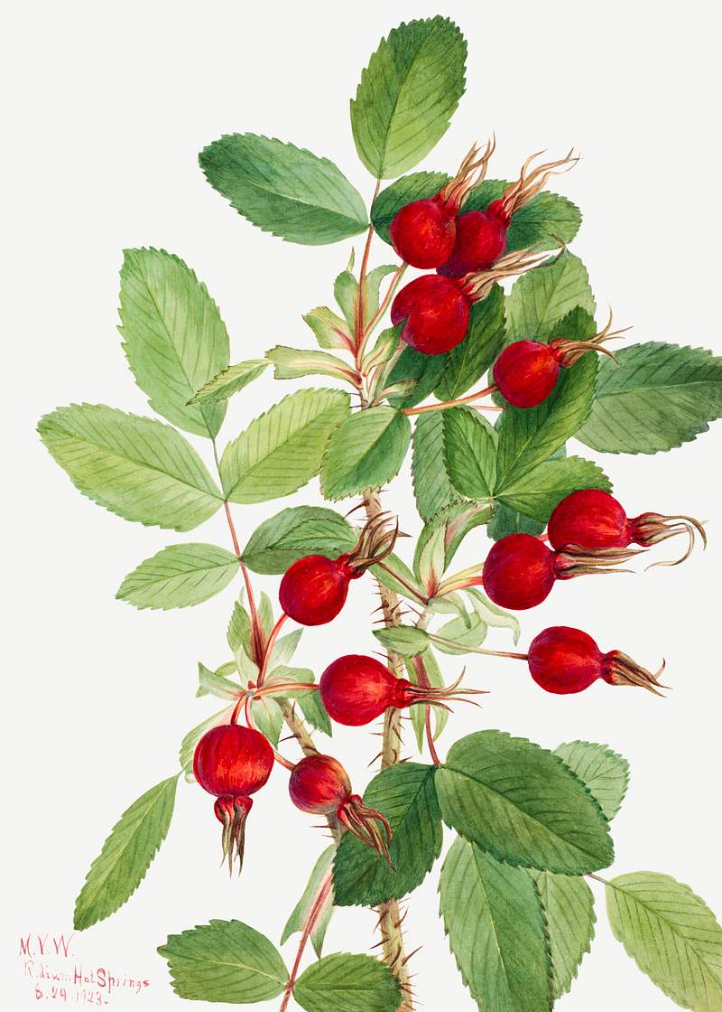 Bourgeau Rose (Rosa bourgeauiana) (1920) by Mary Vaux Walcott. Original from The Smithsonian. Digitally enhanced by rawpixel.