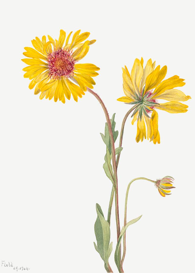 Perennial Gaillardia (Gaillardia aristata) (1904) by Mary Vaux Walcott. Original from The Smithsonian. Digitally enhanced by…
