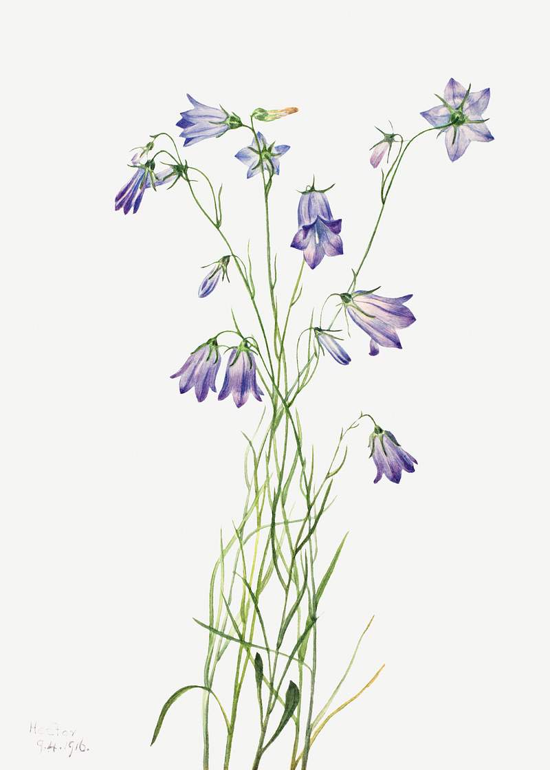 Harebell (Campanula rotundifolia) (1916) by Mary Vaux Walcott. Original from The Smithsonian. Digitally enhanced by rawpixel.