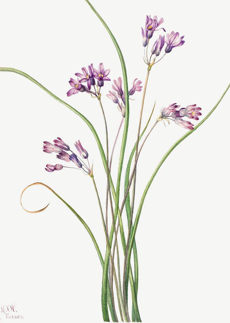 Wild Hyacinth (Brodiaea pulchella) (1927) by Mary Vaux Walcott. Original from The Smithsonian. Digitally enhanced by…