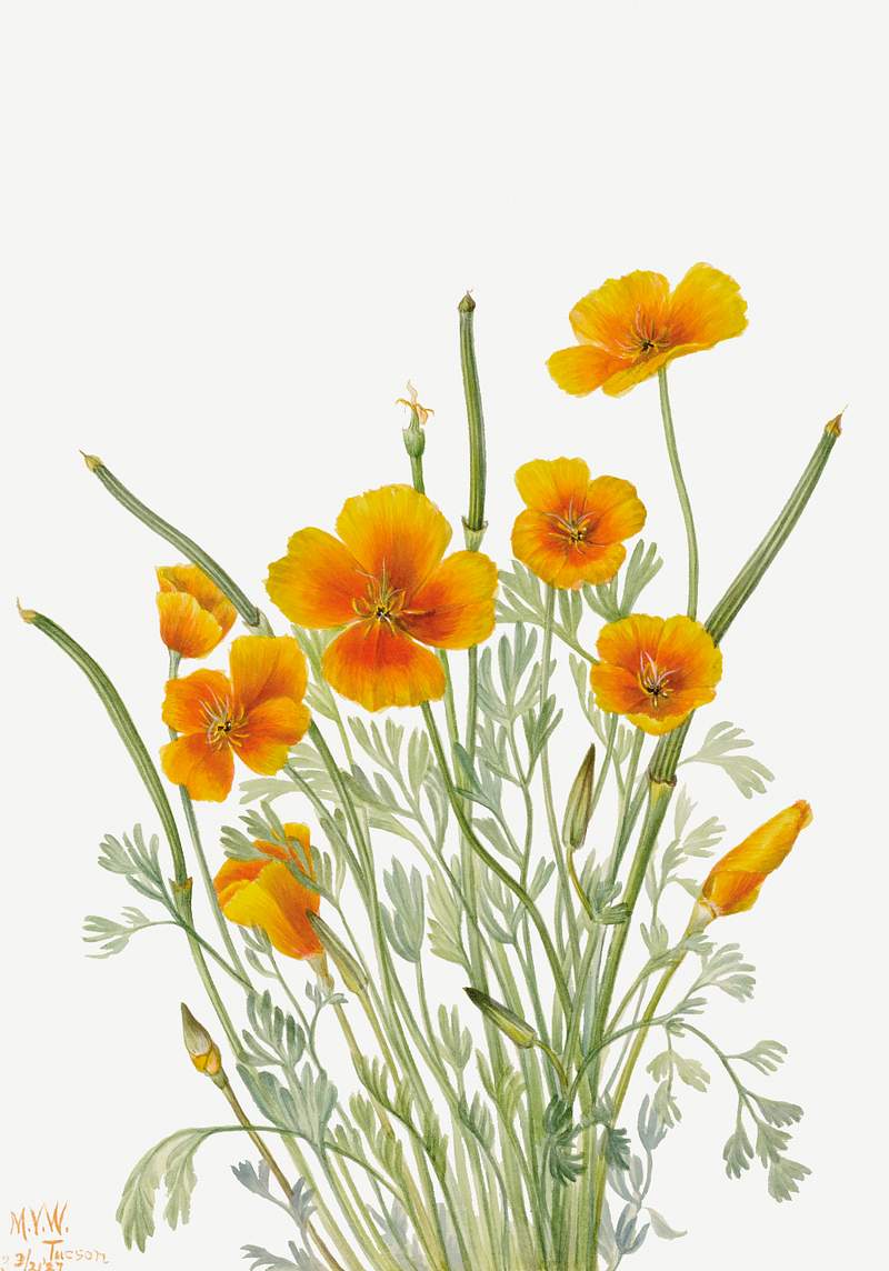 Mexican Poppy (Eschscholtzia mexicana) (1927) by Mary Vaux Walcott. Original from The Smithsonian. Digitally enhanced by…