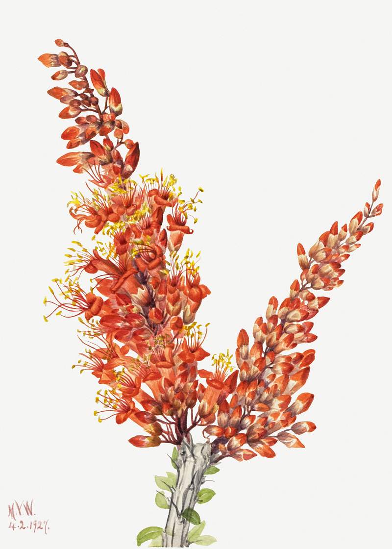 Ocotillo (Fouquieria splendens) (1927) by Mary Vaux Walcott. Original from The Smithsonian. Digitally enhanced by rawpixel.
