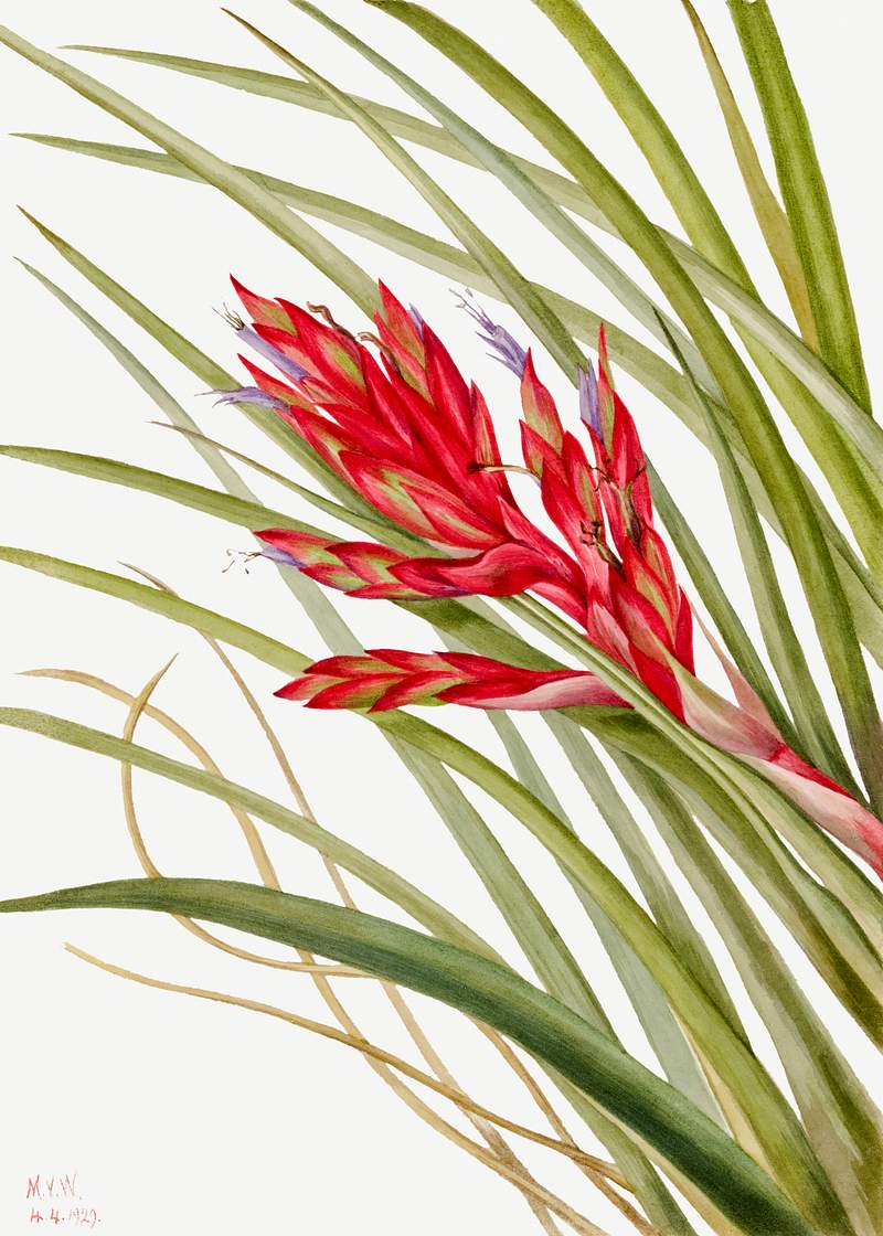 Quill Leaf Tillandsia (Tillandsia fasciculata) (1929) by Mary Vaux Walcott. Original from The Smithsonian. Digitally enhanced…