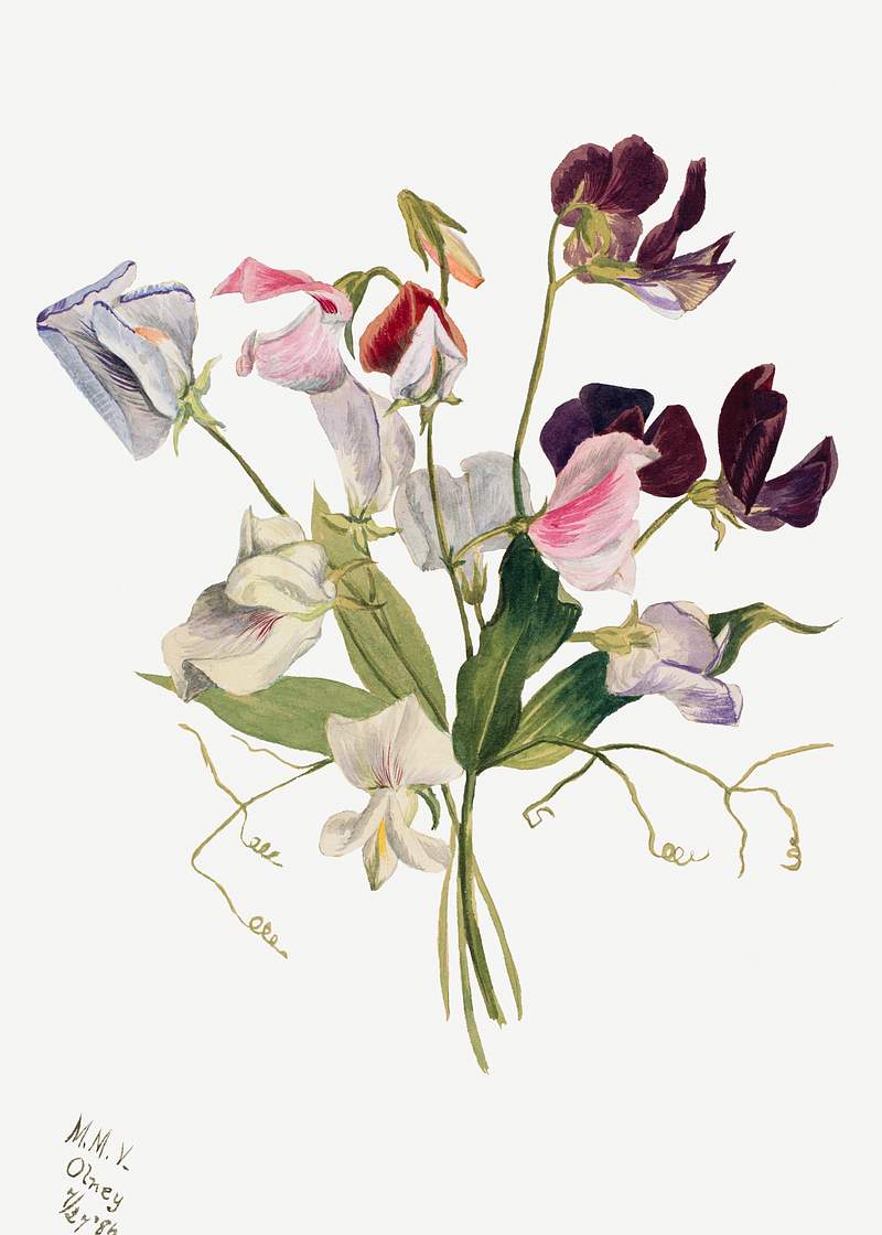 Flower Study (1886) by Mary Vaux Walcott. Original from The Smithsonian. Digitally enhanced by rawpixel.
