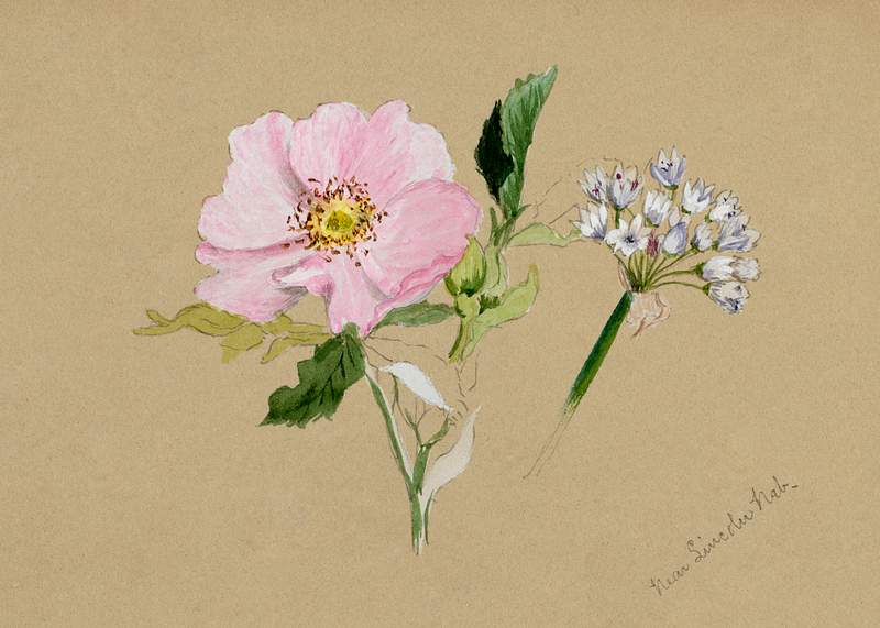 Flower Study (1876–1878) by Mary Vaux Walcott. Original from The Smithsonian. Digitally enhanced by rawpixel.