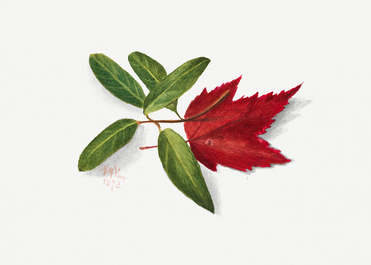 Autumn Leaves (1874) by Mary Vaux Walcott.… | Free public domain illustration Autumn Leaves (1874) by Mary Vaux Walcott. Original from The Smithsonian. Digitally enhanced by rawpixel.