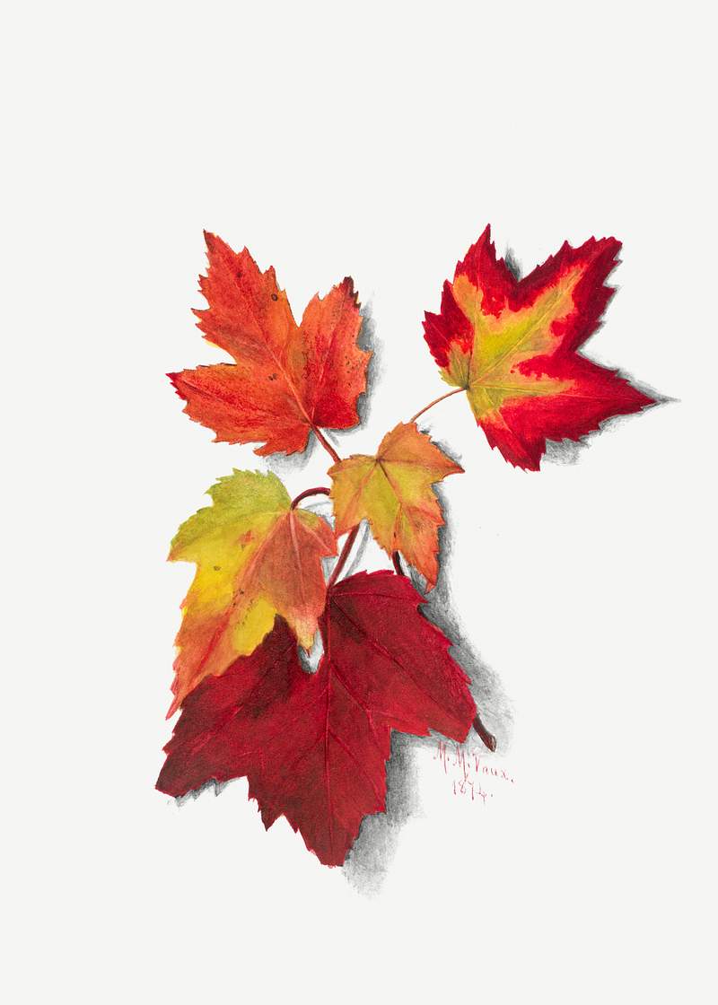Autumn Leaves (1874) by Mary Vaux Walcott. Original from The Smithsonian. Digitally enhanced by rawpixel.