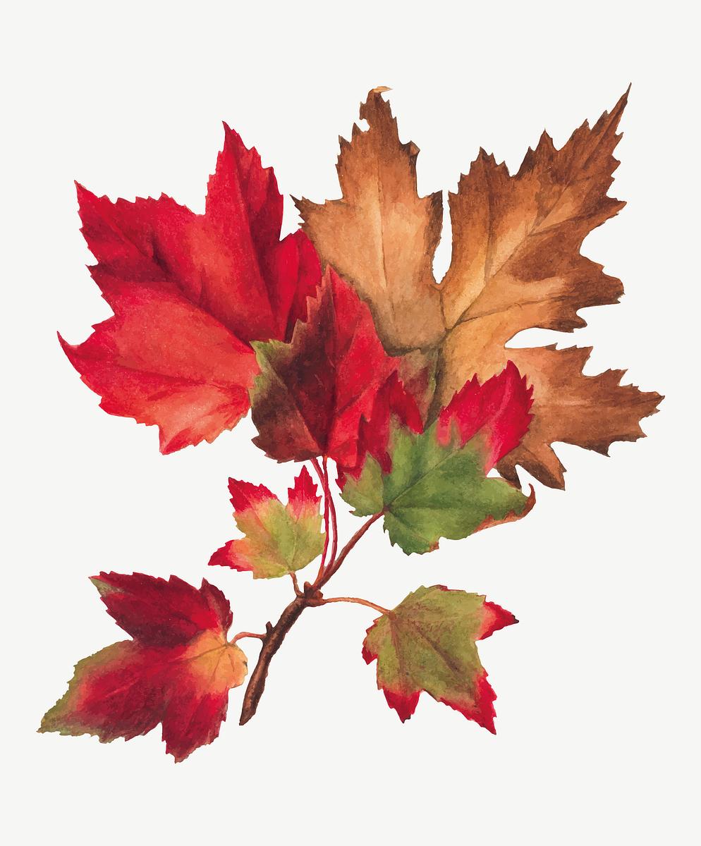 Autumn Leaves Png Botanical Illustration Watercolor Royalty Free Stock Transparent Png