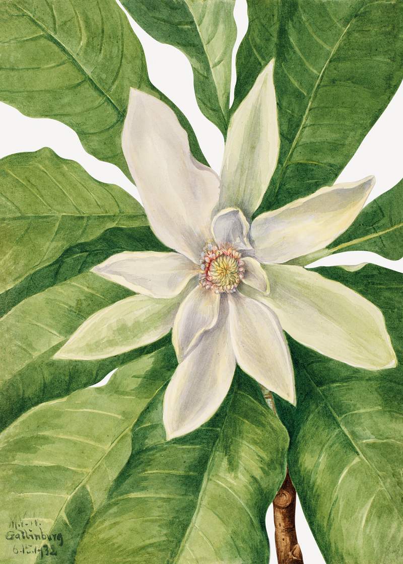 Umbrella Tree (Magnolia tripetala) (1932) by Mary Vaux Walcott. Original from The Smithsonian. Digitally enhanced by…