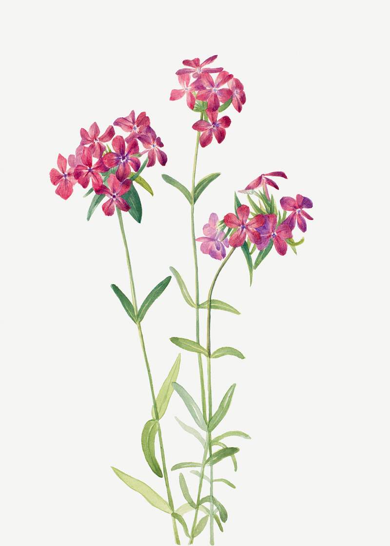 Hairy Phlox (Phlox amoena) (1930) by Mary Vaux Walcott. Original from The Smithsonian. Digitally enhanced by rawpixel.