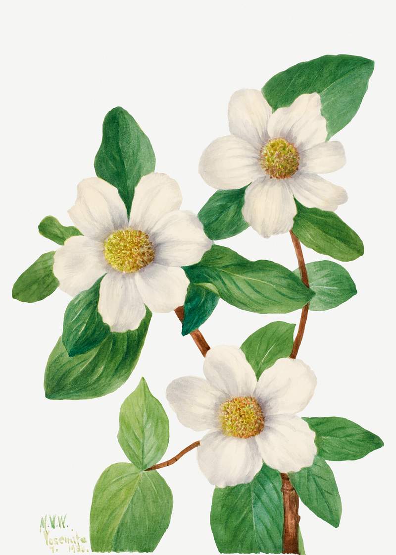 Pacific Dogwood (Cornus nuttallii) (1933) by Mary Vaux Walcott. Original from The Smithsonian. Digitally enhanced by…