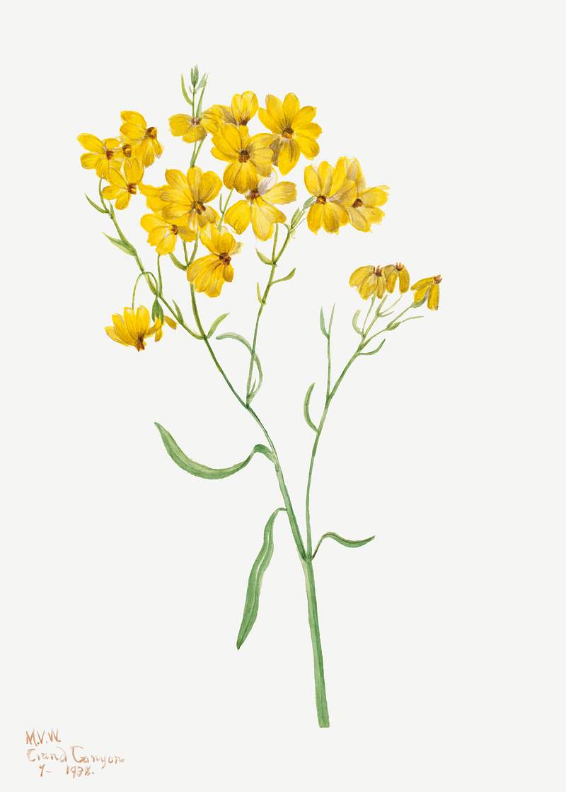 Psilostrophe sparsiflora (1938) by Mary Vaux Walcott. Original from The Smithsonian. Digitally enhanced by rawpixel.