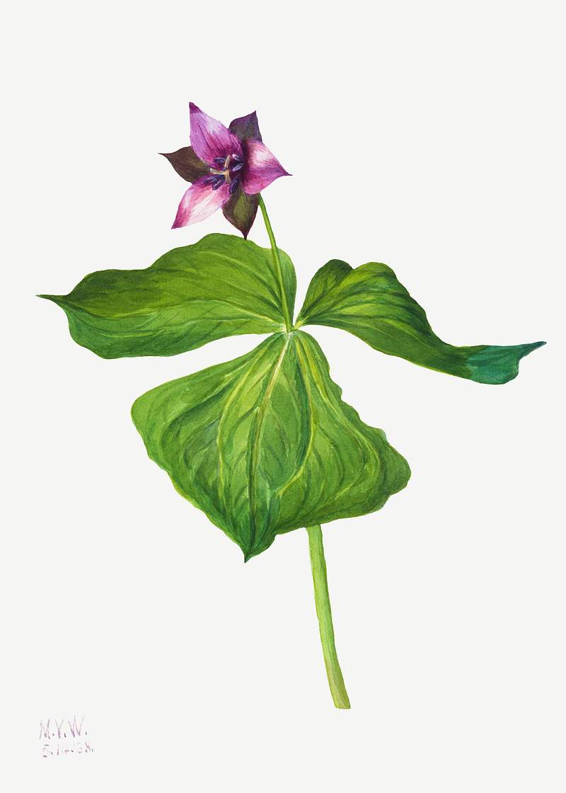 Trillium erectum (1938) by Mary Vaux Walcott. Original from The Smithsonian. Digitally enhanced by rawpixel.