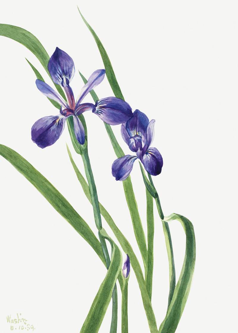 Iris (Iris species) (1939) by Mary Vaux Walcott. Original from The Smithsonian. Digitally enhanced by rawpixel.