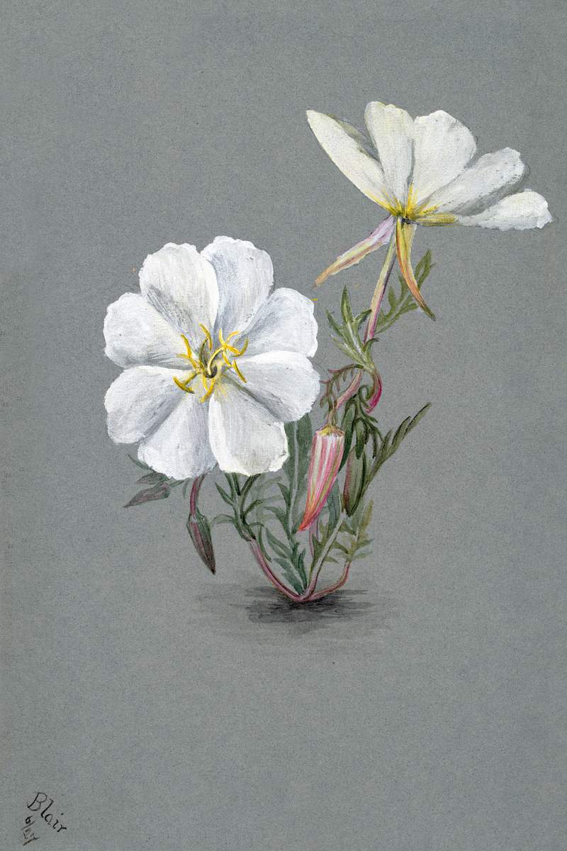 Giant Helleborine (Epipactia gigantea) (1880) by Mary Vaux Walcott. Original from The Smithsonian. Digitally enhanced by…