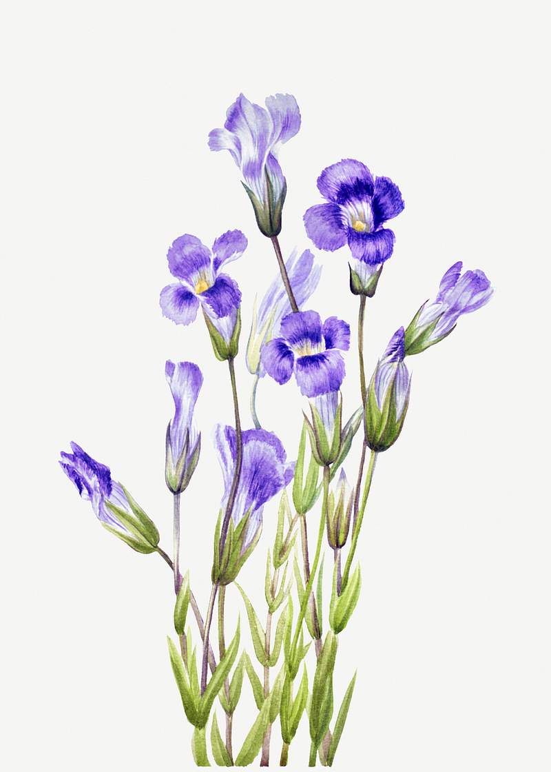 Fringed Gentian (Gentiana elegana) (1933) by Mary Vaux Walcott. Original from The Smithsonian. Digitally enhanced by…