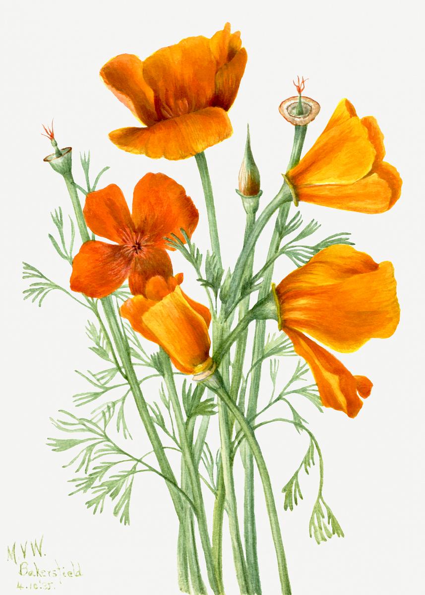 California Poppy (Eschscholtzia californica) (1935) | Free Photo