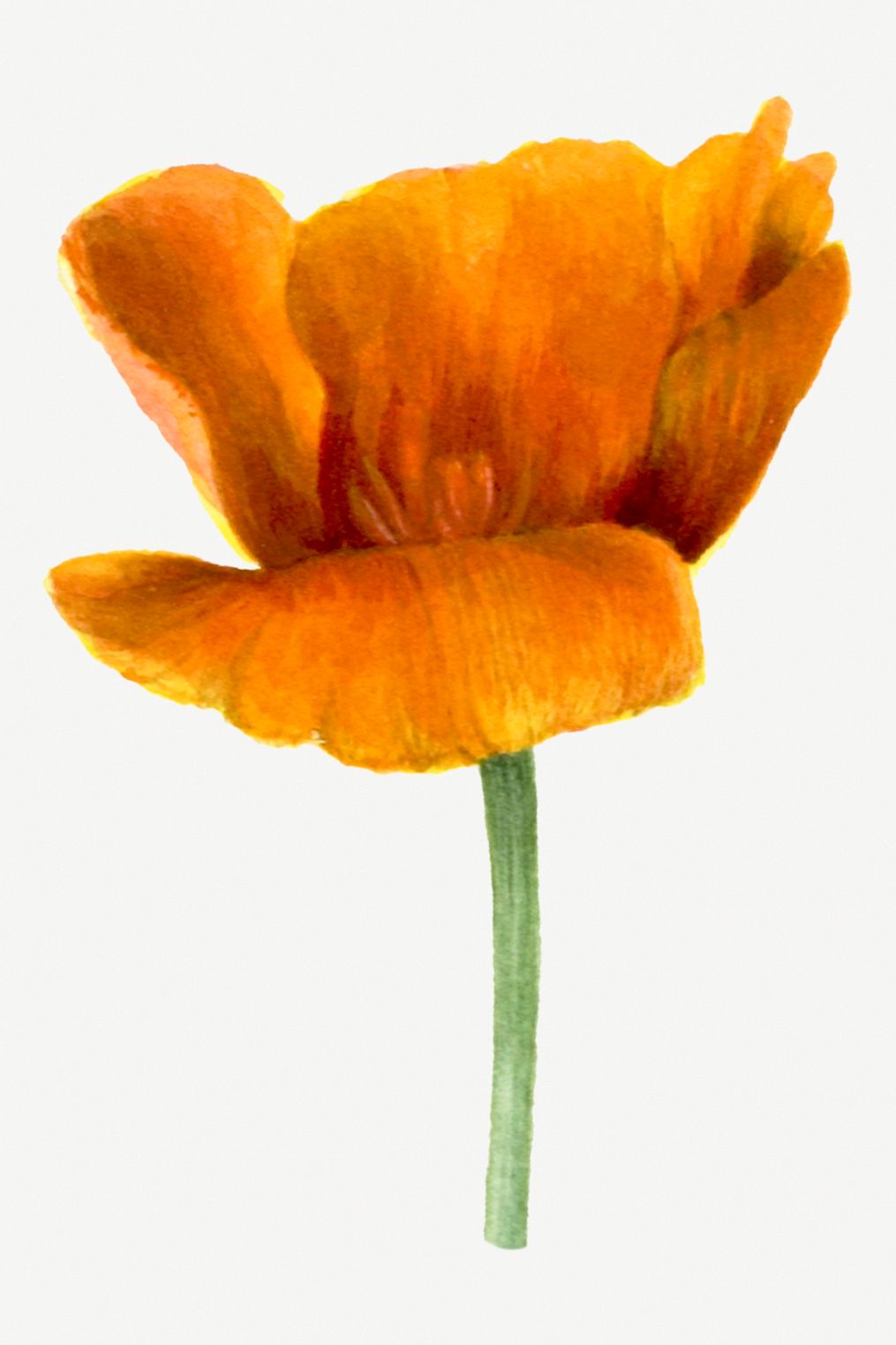 California Poppy Botanical Drawing Images Free Vectors, PNGs, Mockups