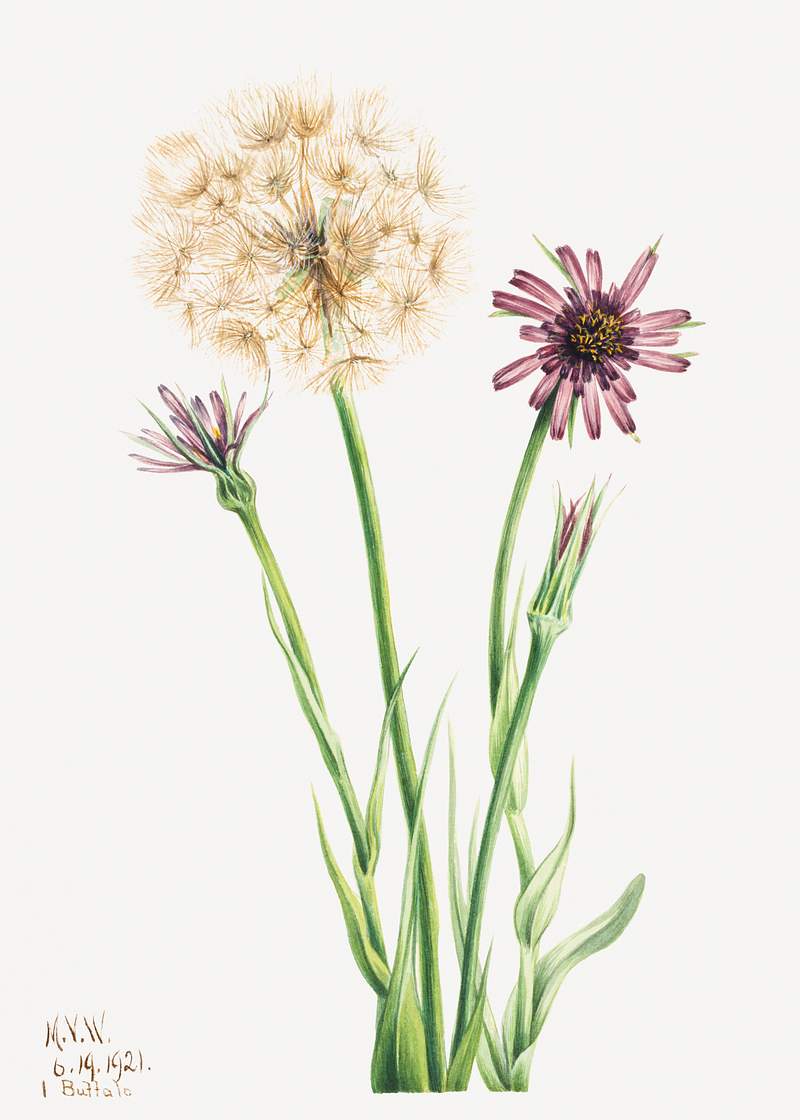 Salsify (Tragopogon porrifolius) (1921) by Mary Vaux Walcott. Original from The Smithsonian. Digitally enhanced by rawpixel.