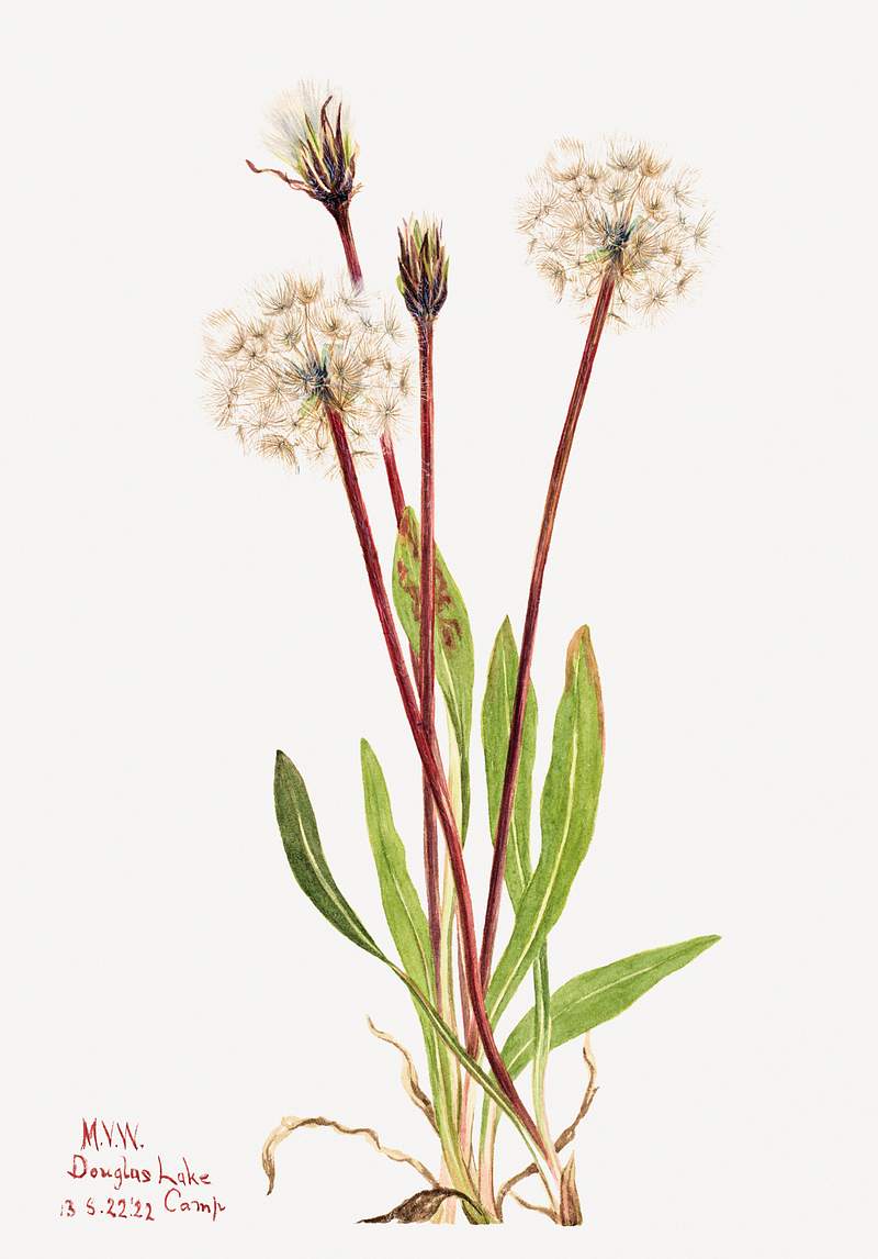 Slender Agoseris (Agoseris gracilens) (1922) by Mary Vaux Walcott. Original from The Smithsonian. Digitally enhanced by…