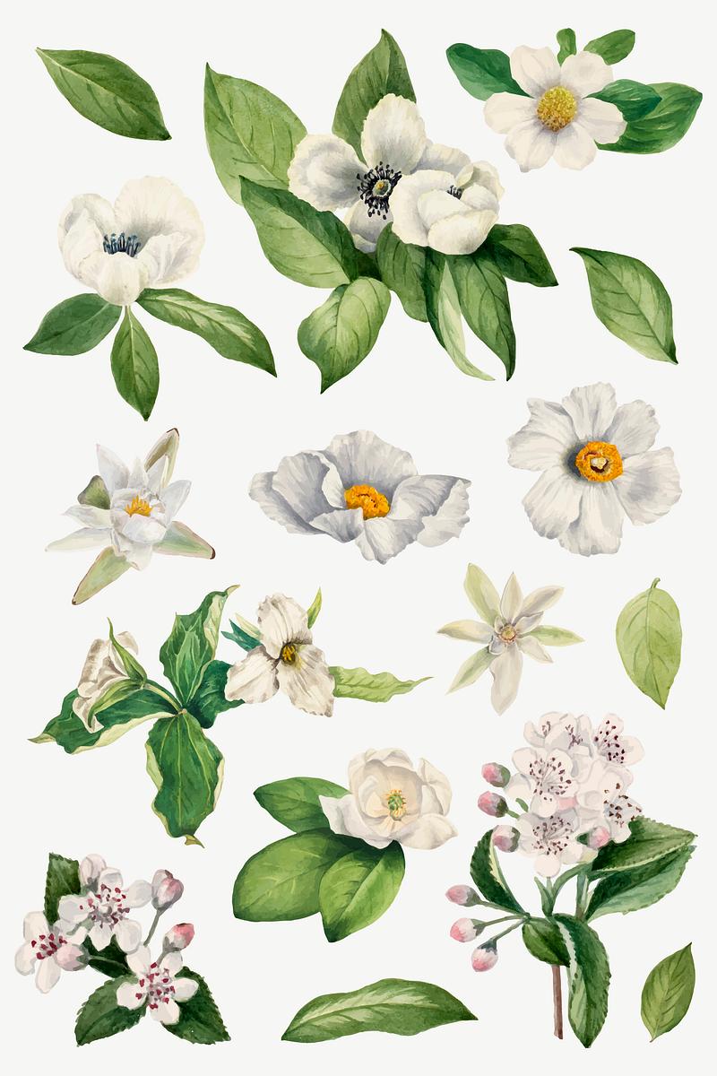 White flower vector set botanical | Vector - rawpixel