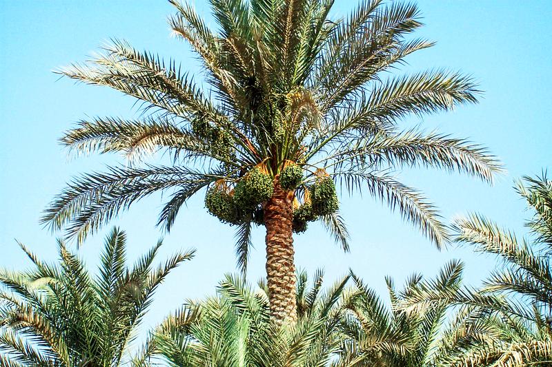 Plantas nacionales de Asia 1 Palma común, árbol nacional de Arabia Saudita