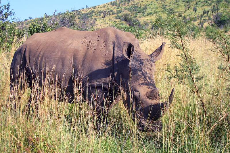A young grazing black rhinoceros, with its two–horned snout, and leathery, wrinkled skin. It is classified as…