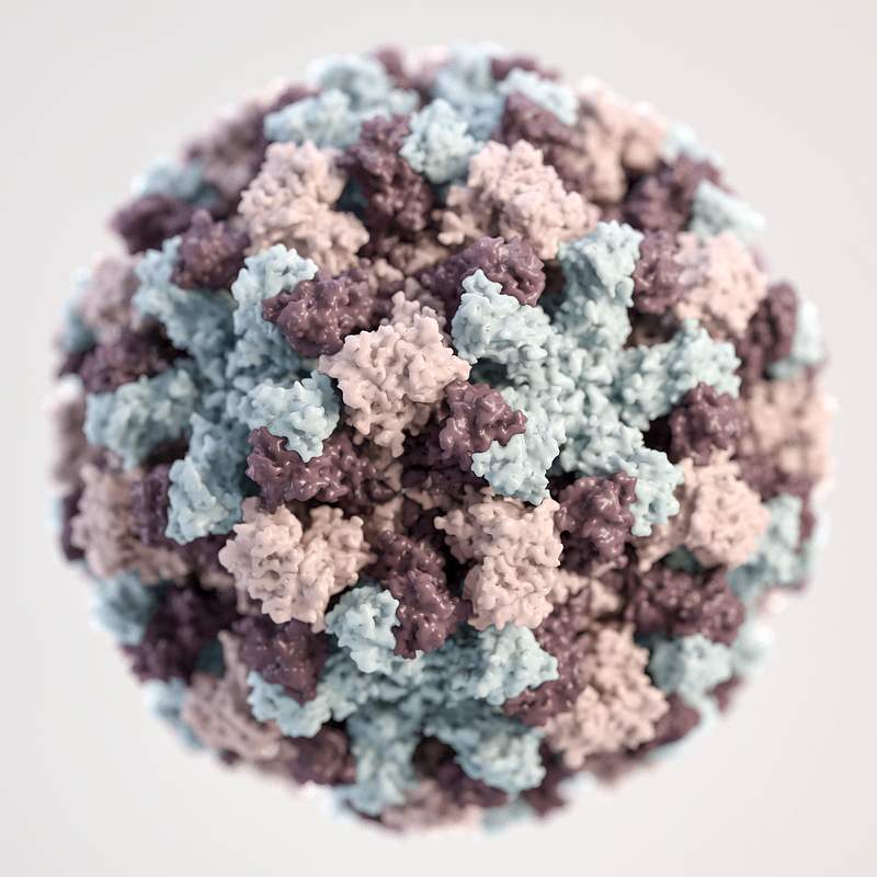A 3D illustration provides a graphical representation of a single norovirus virion, set against a beige background. Original…