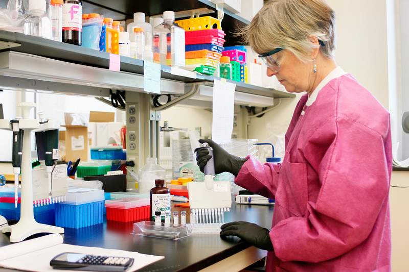 Microbiologist preparing for antibody testing. A healthcare provider donning a pair of green latex gloves in order to protect…