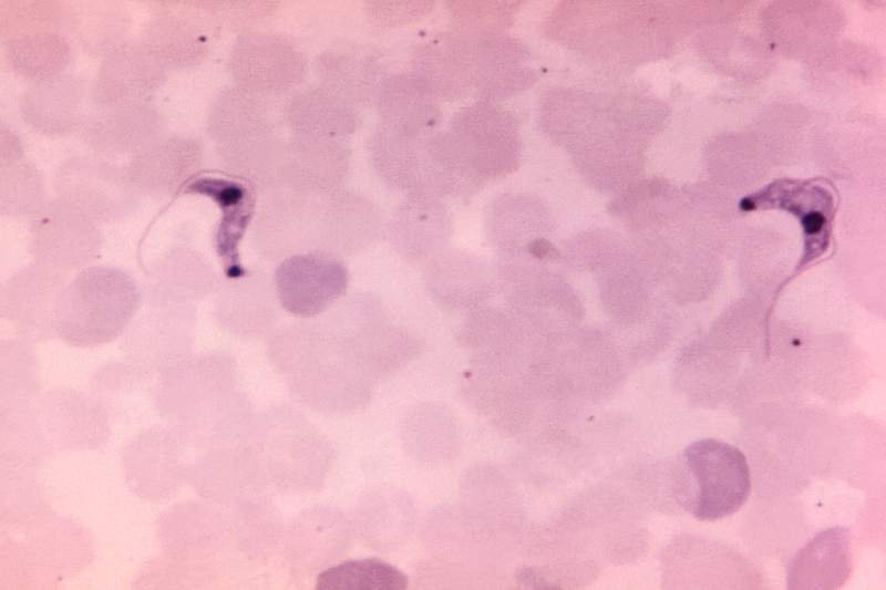 Photomicrograph of a blood smear specimen. Original image sourced from US Government department: Public Health Image Library…