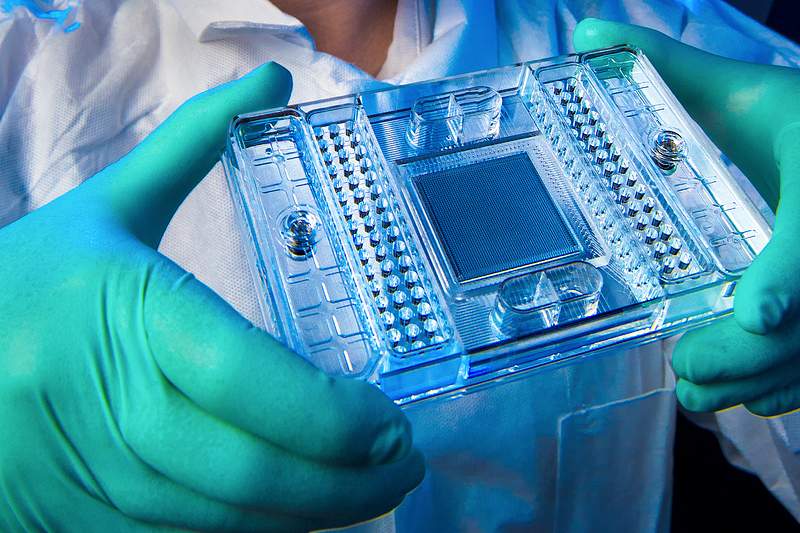 A scientist holding a culture test plate. Original image sourced from US Government department: Public Health Image Library…