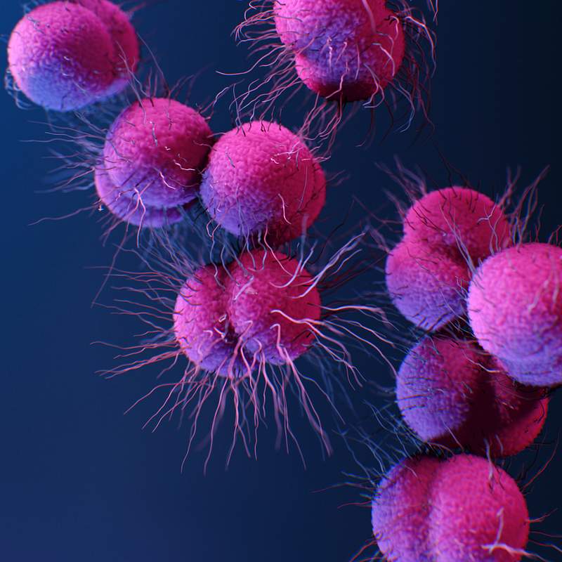 A medical illustration of… | Free public domain photo A medical illustration of drug–resistant, Neisseria gonorrhoeae bacteria. Original image sourced from US Government…