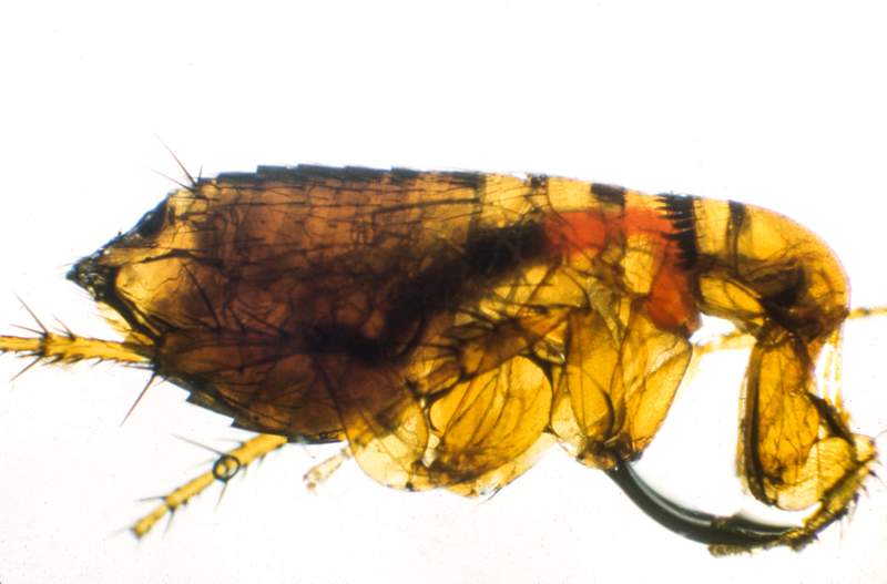 Flea isolated on white background. Original image sourced from US Government department: Public Health Image Library, Centers…