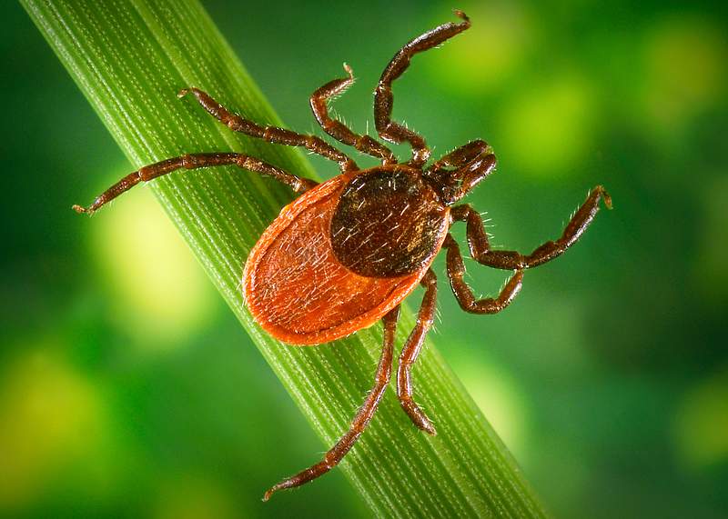 The blacklegged ticks, Ixodes pacificus known for the zoonotic spirochetal bacteria, Borrelia burgdorferi. Original image…
