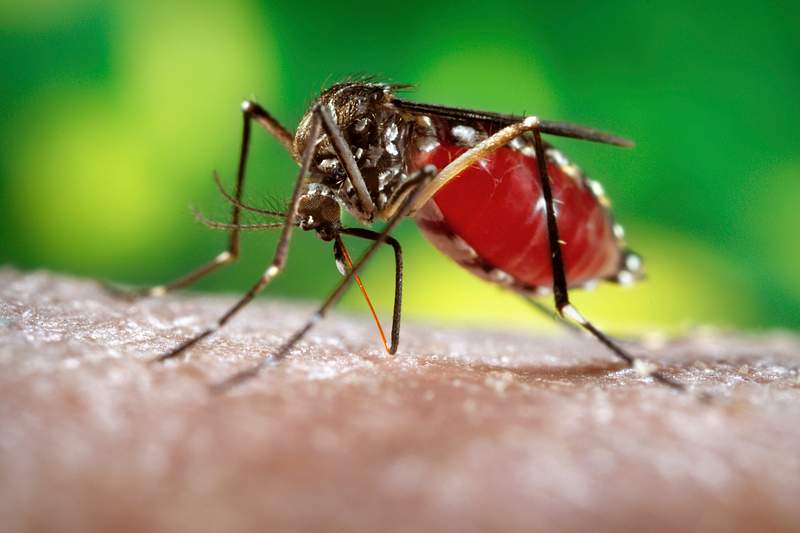A female, Aedes aegypti mosquito obtaining a blood meal from a human host. Original image sourced from US Government…