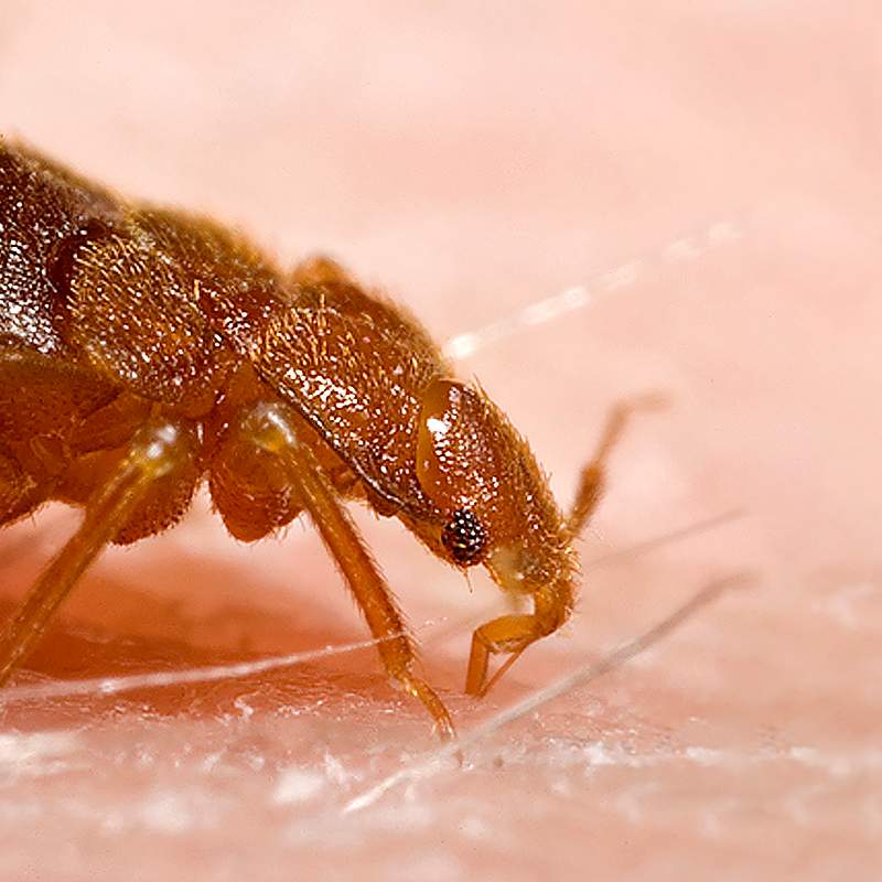 Closeup process of ingesting a blood meal from the arm of a voluntary human host. Original image sourced from US Government…
