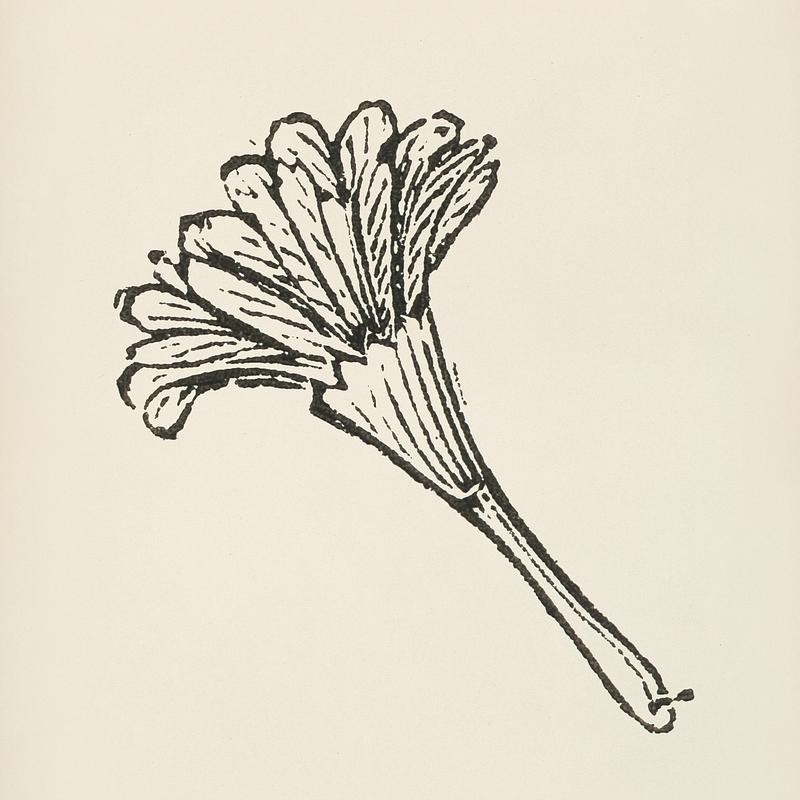Feather fan icon from L'ornement Polychrome (1888) by Albert Racinet (1825–1893). Digitally enhanced from our own original 1888 edition. Feather fan icon from L'ornement Polychrome (1888) by Albert Racinet (1825–1893). Digitally enhanced from our own…